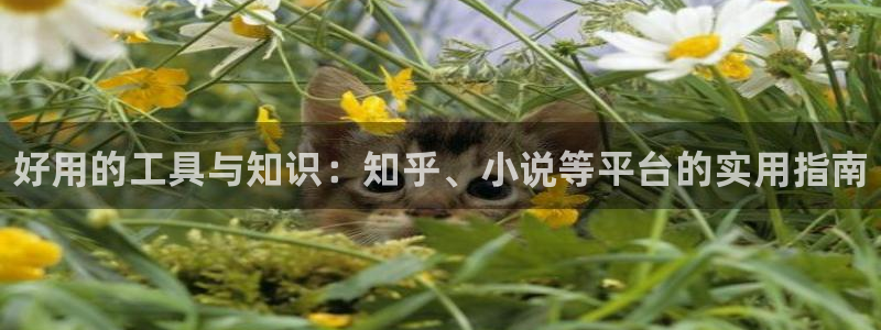 欧博娱乐平台负责人：好用的工具与知识：知乎、小说等平台的实用